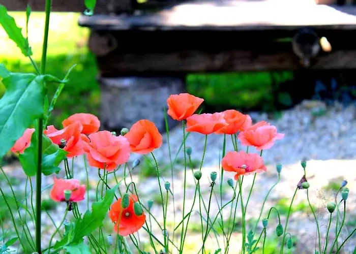 Lüks kamp alanı De Hobbit Pour Famille *